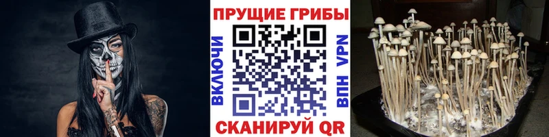 Купить  Северо-Курильск  Галлюциногенные грибы MAGIC MUSHROOMS 